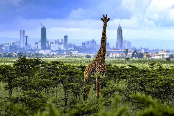  Nairobi National Park 