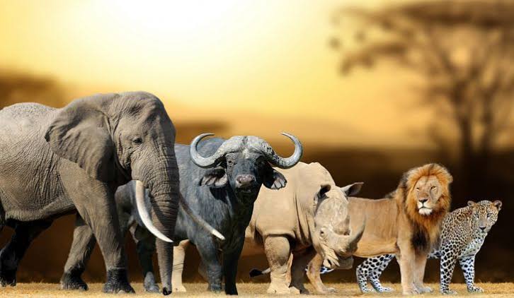 Get To Know Big Five Safari in Akagera National Park