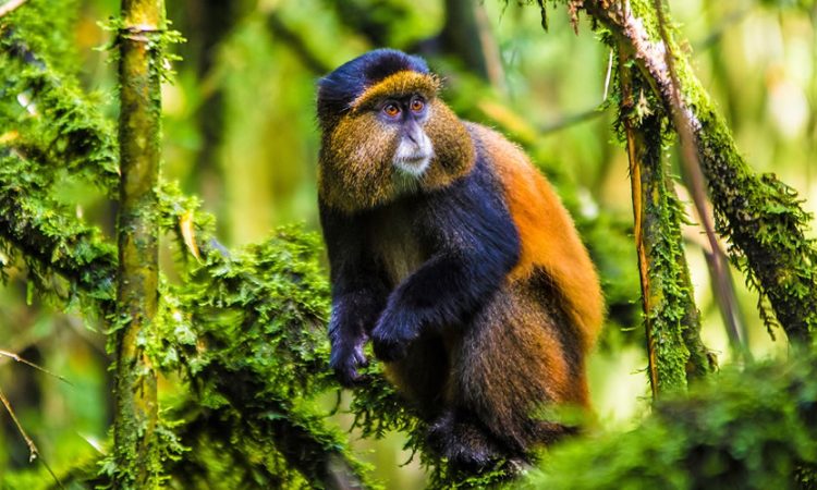 Golden Monkey Trekking