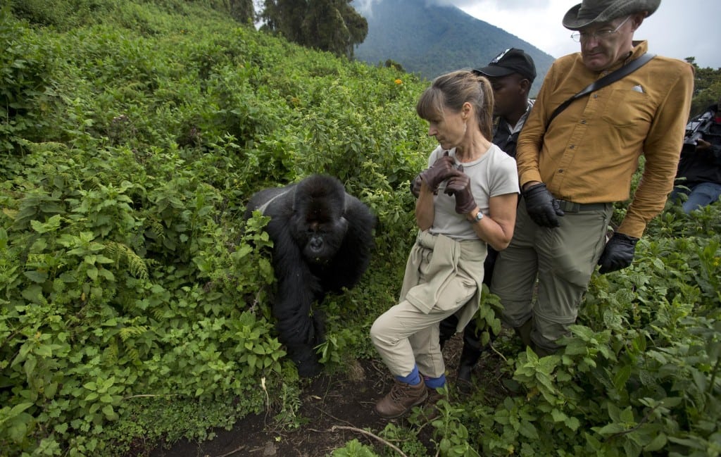 Golden Monkey Trekking by Self Drive – Car Hire Guide to Musanze Rwanda 