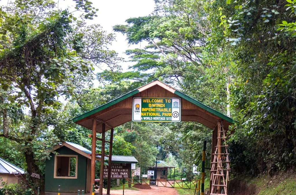 Self Drive to Bwindi & Volcanoes: Cross-Border Car Rental Rwanda to Uganda