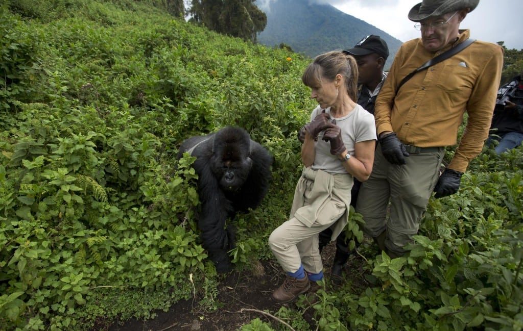 Gorilla Trekking by Rental Car: Your Complete Transport Guide in Rwanda