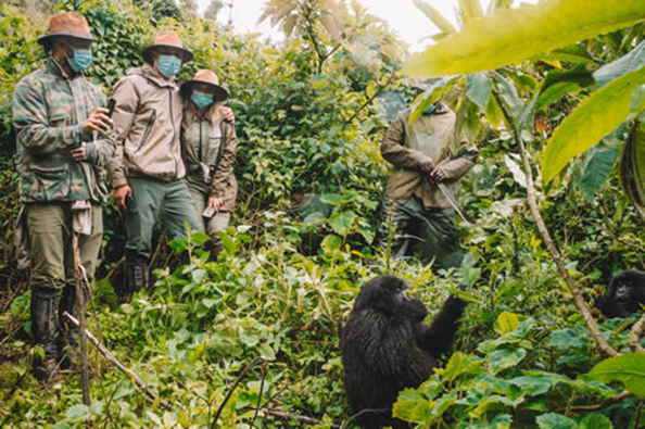 Rwanda Gorilla Trekking Car Rental